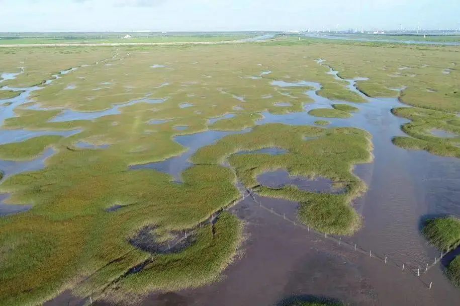 滨海盐沼.jpg